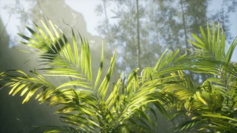 bright-light-shining-through-the-humid-misty-fog-and-jungle-leaves